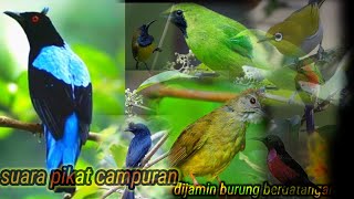 Download lagu 🔴suara pikat campuran‼️terbukti ampuh semua jenis burung hutan👍 mp3