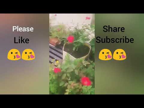 life is the flower for which love is the honey