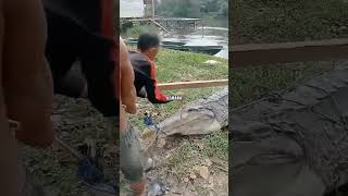 Download lagu BUAYA RAKSASA KALIMANTAN DITANGKAP mp3