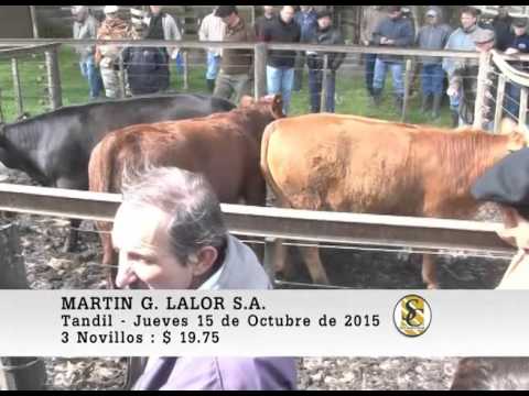 15-10-15 Venta de Hacienda a la Balanza - Martin G. Lalor S.A. - Tandil.