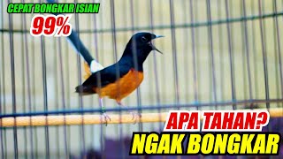 Download lagu Pancingan Murai batu Gacor Nembak, Ampuh Naikkan Emosi Murai batu Malas Bunyi Cepat Gacor mp3 Download lagu Pancingan Murai batu Gacor Nembak, Ampuh Naikkan Emosi Murai batu Malas Bunyi Cepat Gacor mp3