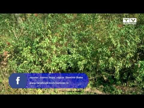 Powitanie reporterów 