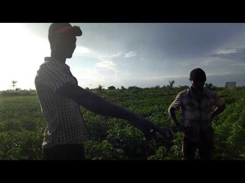 Reportage ABC Grower — fertilisants organiques complets