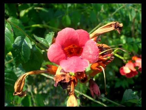 Waldemar Matuska - Jen se priznej ze ti schazim