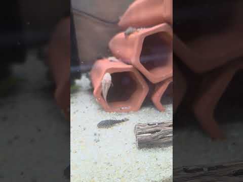 Bristlenose pleco Normal or Albino thumbnail 6