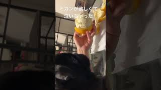 #パグ #いやし #かわいい  #おもしろ動画  #しゃべる犬