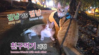 become friends with each other #1 - 길냥이 친구를 사귀다-1편. (랭이개인기)