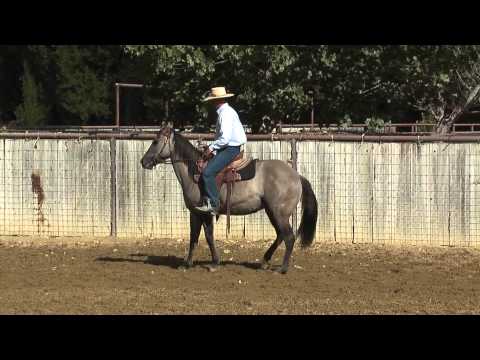 NU HOLLYWOOD ZANE: Monty Roberts Willing Partners™