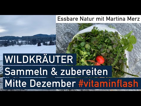 Vitaminreiche Winter-Wildkräuter sammeln, bestimmen & leckere Zubereitung Mitte Dezember