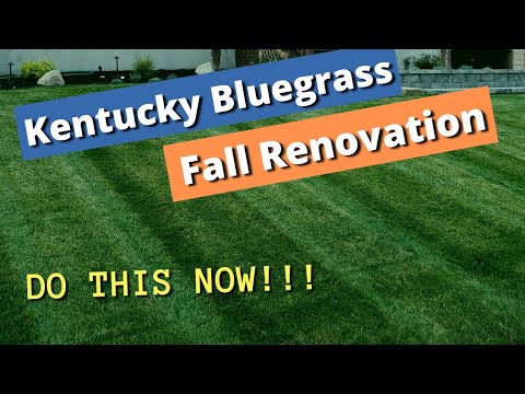FIX YOUR LAWN - Fall lawn renovation, Kentucky Bluegrass (KBG lawn renovation, repair and re-growth)