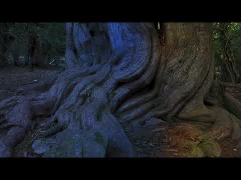 Trailer eW | El bosque de los hechiceros - Tejeda de Tosande