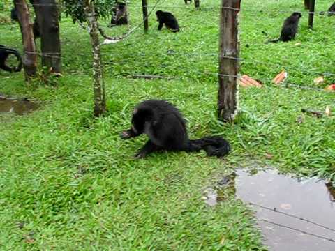 download lagu mp3 mp4 Macaquice, download mp3 Macaquice free download, download mp3 Macaquice