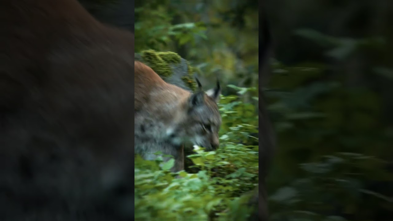 Don't let traditional pastoral farming disappear!