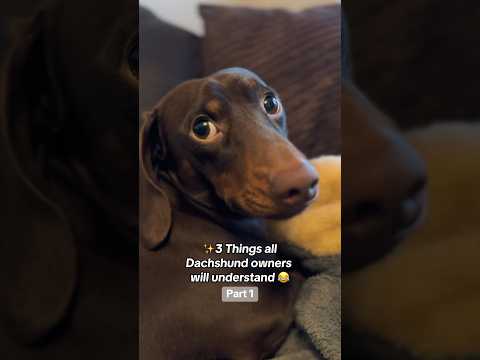 3 things ALL Dachshund owners will understand ✨