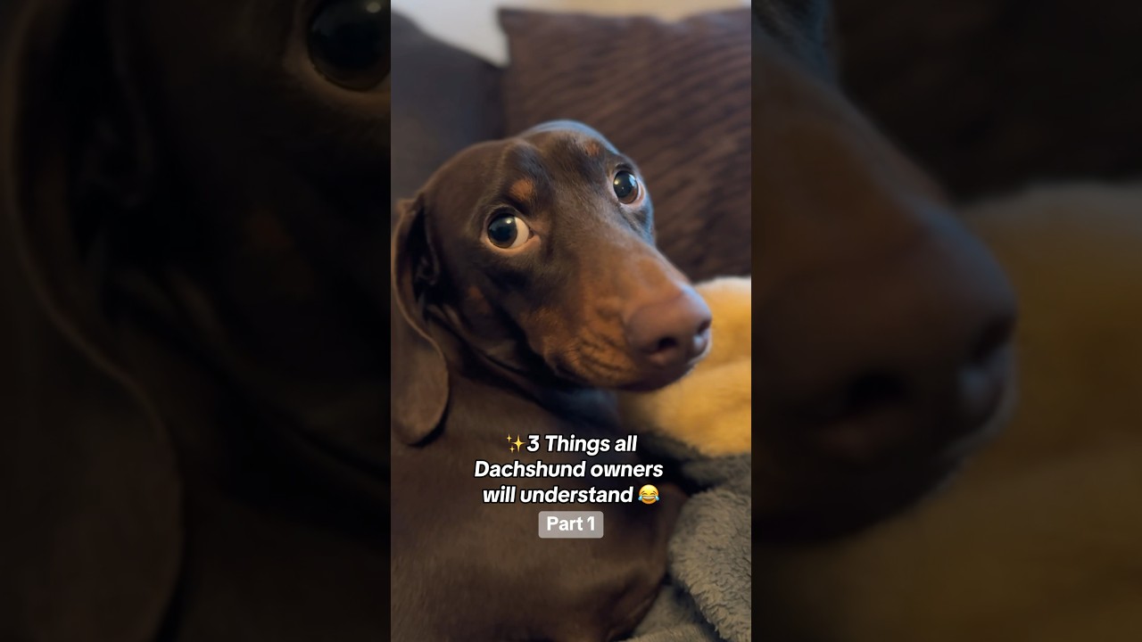 3 things ALL Dachshund owners will understand ✨