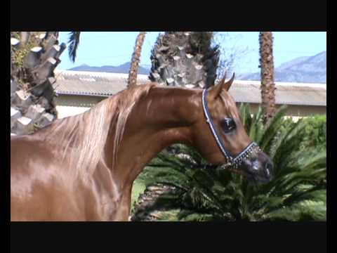 BV PIGMALION (WH Justice x Factura) 2009 colt