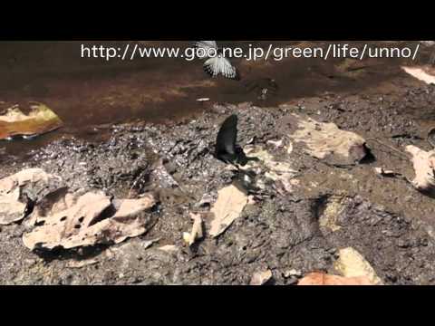 オオクジャクアゲハの飛翔