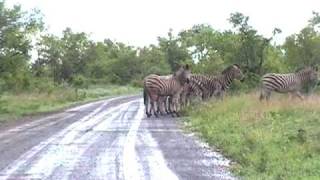 zebras crossing the street