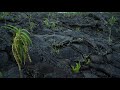 Nature growing on volcano islands