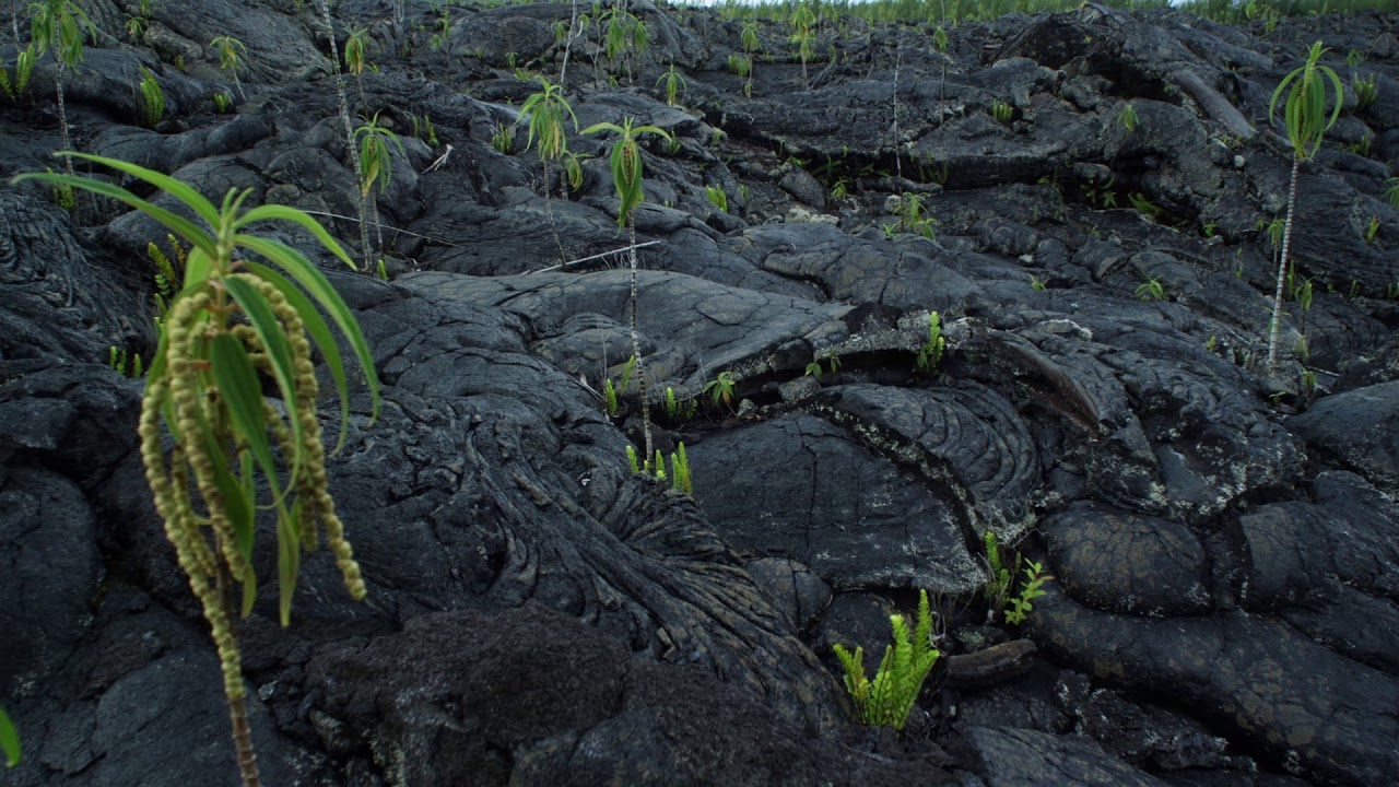 What is a volcano plant?