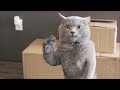 Aaron 039 s Animals ULTIMATE VIDEO COMPILATI Aaron 039 s Animals ULTIMATE VIDEO COMPILATI