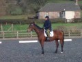 Tregoyd Riding Centre Dressage Paul Carey 2
