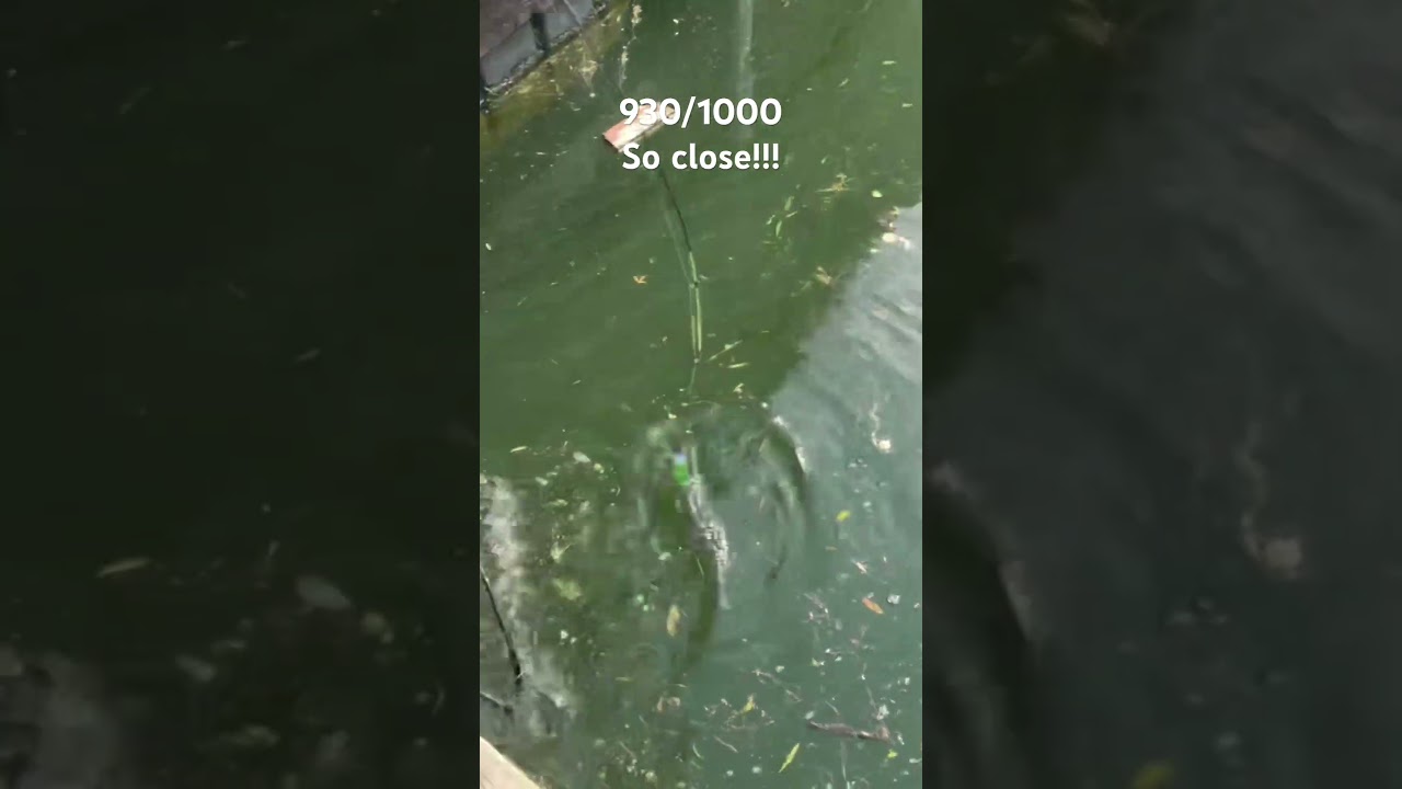 Beginner catches huge Bass! #bigfishvideos #fishing