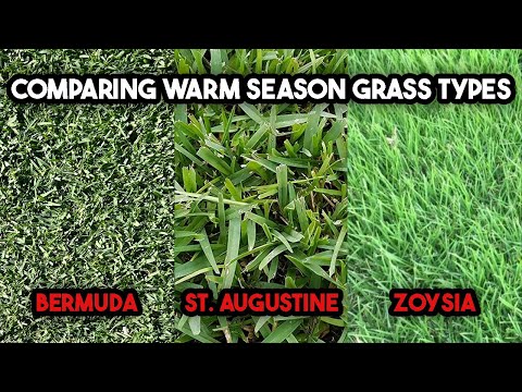 Brief Comparison of Warm Season Grass Types | Bermudagrass | St. Augustine | Zoysia