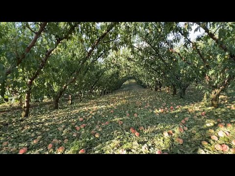 Governo anuncia apoio à agricultura de Petrolândia (SC) após prejuízos pelas chuvas