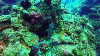 preview picture of video 'Diving at Maria La Gorda, Pinar del Rio, Cuba'