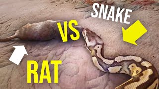 How to GET RID OF RATS FAST!!...snakes