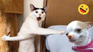 Funny Dogs And Cats Videos 2024 😅 - Best Funniest Animal Videos Of The week #12