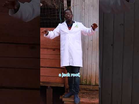 Broiler Chicken Farming broilerchicken poultryfarming chicken poultrymanagement