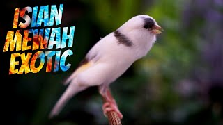 Download lagu MASTERAN KENARI PANDA ISIAN BLACKTHROAT SUARA JERNIH BUAT PANCINGAN KENARI PAUD BIAR CEPET BUNYI mp3