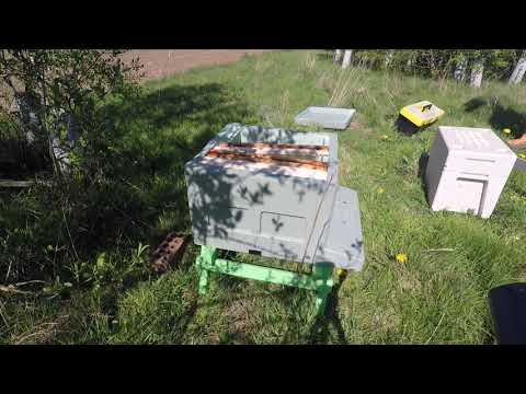 New UK Beekeeper Blog #20 - Swarm Colony Update - Transfer to Full Size Hive