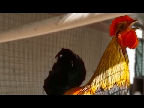 Rooster Epic Fails at Crowing - Funny Subtitles