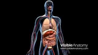 Anatomy A: Royalty-free Medical HD footage & 3D Models