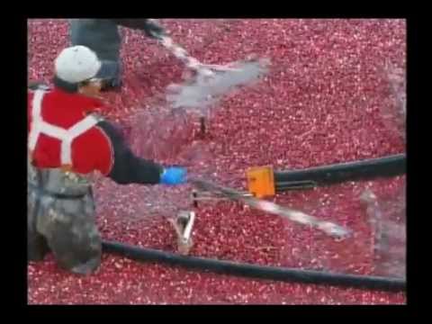 Raccolta Mirtilli rossi