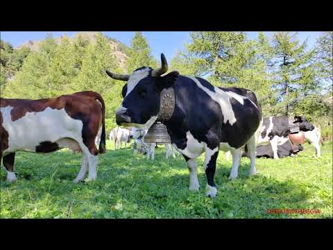 LE PEZZATE VALDOSTANE IL "RITORNO DALL' ALPE" A PONTECHIANALE VALLE VARAITA (CN) DOM. 11 - 9 - 2022.