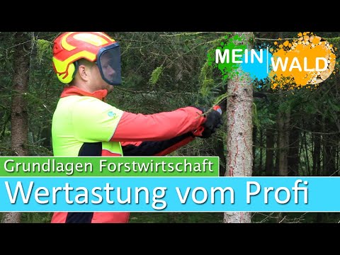 Grundlagen der Wertastung   Der Profi macht es vor