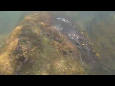 iXingu Project - Curculionichthys cf. sabaji