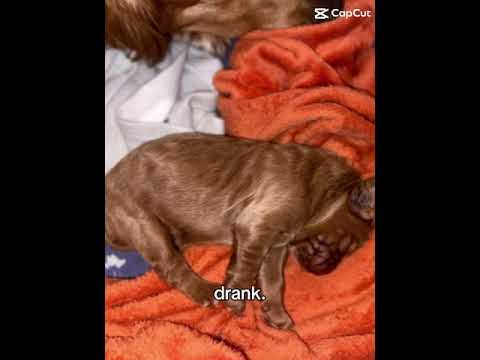 #KYRRO shimmy ya shimmy shimmy #puppyvideos #puppy