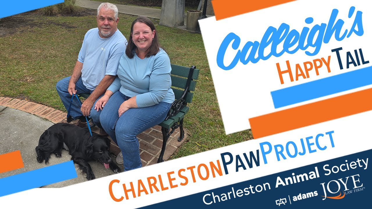 Charleston Paw Project Happy Tails: Calleigh’s Story 🐶