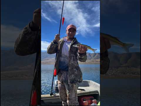 Pesca de Pejerrey en el mollar ! 25 de mayo 2026  🇦🇷