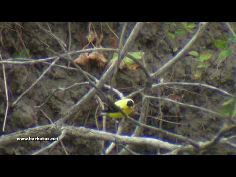 Jilguero americano ( Carduelis tristis ) American Goldf