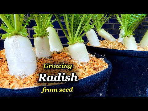 How to Grow Big Radish from Seed to Harvest - Container Garden