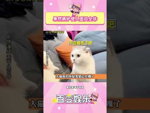 果然嫉妒使人面目全非#猫咪 #流浪猫 #猫咪的迷惑行为 #搞笑 #萌宠 #万万没想到