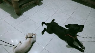 Playtime Cremo and Pepper after hingal 😂 #dog #puppy