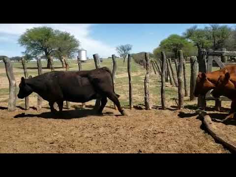 La Greca Emilio 35 vacas vacías