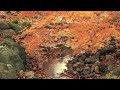 AS BUMP Skeleton Birds Set Sail Fall 2016 5 10